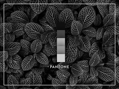 Black Pantone | Nature Love 000 black black white color color block colorpalette colors design iamrsgill leaf leafs nature pantone uxpundit