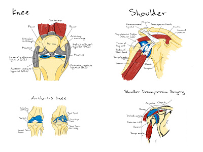 scheme anatomy illustration rehabilitation scheme