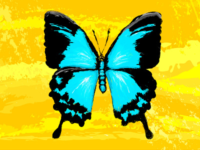 butterfly illustration vector