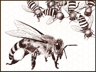 Debut - Honey Bee Series Sample beekeeping honeybees sketchbook