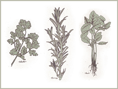 Culinary Herb Series basil cilantro rosemary