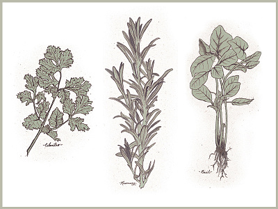 Culinary Herb Series