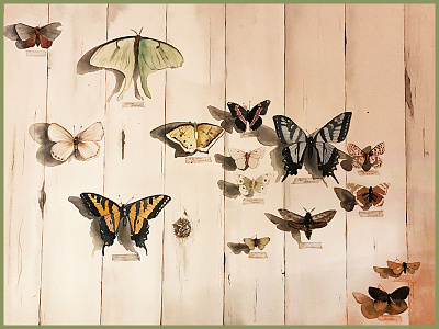 Butterfly Collection in Watercolor