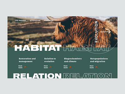 ▴Kingdom Animalia▴ pt.2 artdirection building case study concept daily homepage interaction typography ui userexperience ux