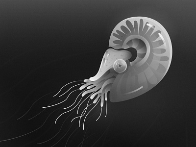Ammonite illustration practice illustration