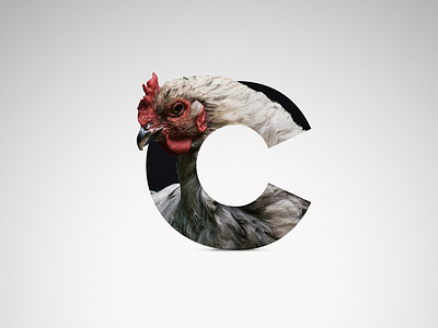 C - Chicken animal c chicken feathers letter proxima proxima nova shadow