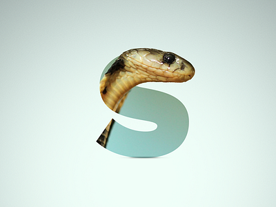 S - Snake animal letter proxima proxima nova reptil s shadow snake
