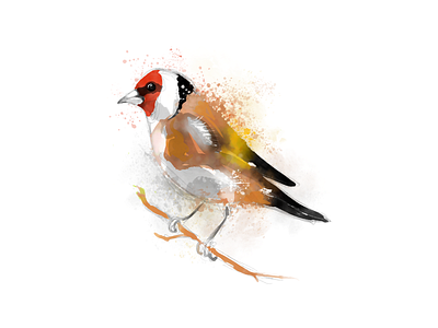 Goldfinch branding illustration