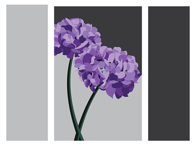 Ortensie creative design digital illustration flowers graphic design illustration illustrator nature vector