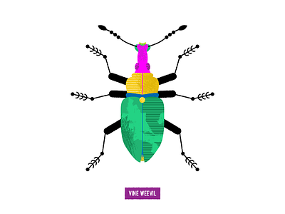 vine weevil bug bugs illustration insect texture vector