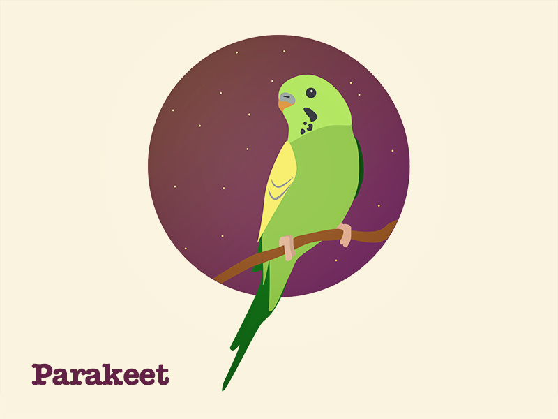 Hackday Parakeet parakeet bird