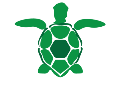 Turtle design graphic design illustration vector