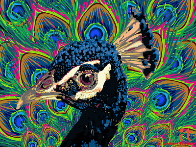 Be a Proud Peacock_Vector Art