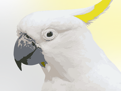 Sulphur-Crested Cockatoo