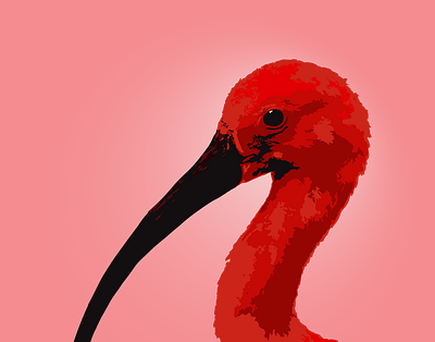 Scarlet Ibis Vector Art_1 @aravindtarugu artsofnature birdart birdlovers birds birdwatching digitalart digitalartist natureart