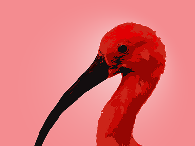 Scarlet Ibis Vector Art_1