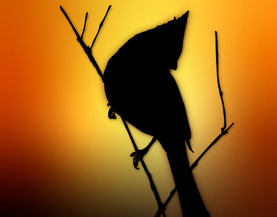 Northern Cardinal Silhouette aravindtarugu birdart birdwatching branding cardinalidae digitalartist dusk graphic design logo nature northern cardinal northerncardinal outdoors silhouette songbird sunset ui