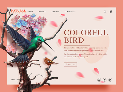 Natural creation 03 bird natural ui web设计