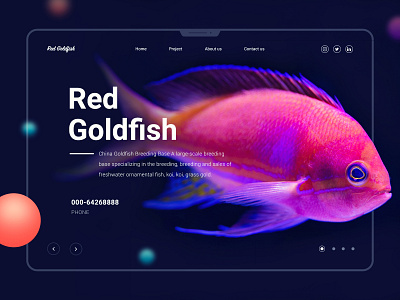 Goldfish Logo Designs Themes Templates And Downloadable Graphic Elements On Dribbble