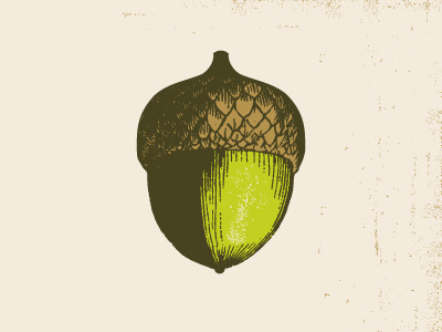 Acorn