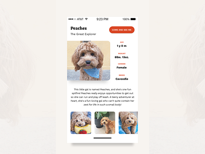 User Profile adoption app app concept daily006 daily100 dailyui design dog puppy ui uidesign user userprofile ux