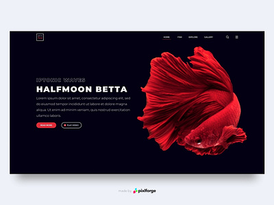 Halfmoon Betta black branding design fish halfmoonbetta interface interface design pixlforge red uiux web webdesign website