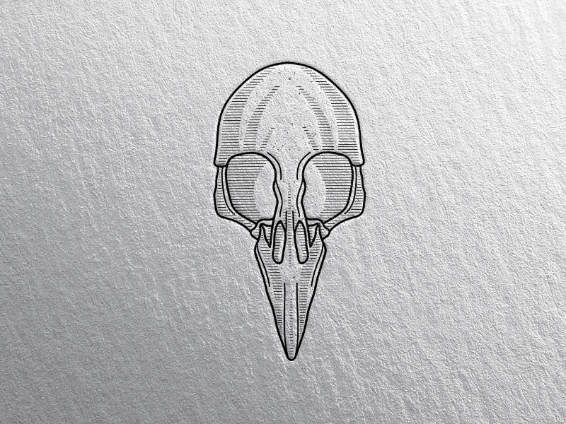 Bird skull illustration drawing engraving ink line art vector Stock  Vector Image  Art  Alamy