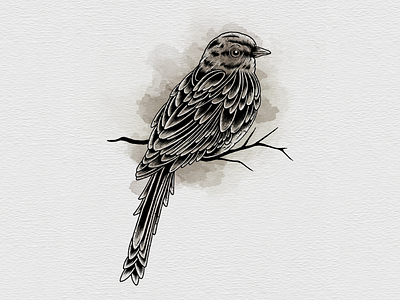 Sparrow illustration ink line linework sparrow tattoo watercolor