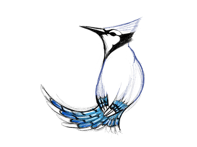 Blue J 36 days of type bird bluejay illustration j