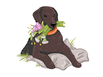 Dog. Curly-coated Retriever. animals art book illustration curly coated retriever cute design digitalart dog illustration illustrations