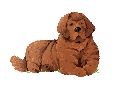 Dog. Tibetan Mastiff. animals art book illustration cute digitalart dog illustration illustrations