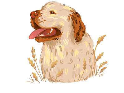 Dog. Clumber Spaniel.