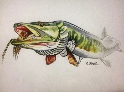 muskie drawings