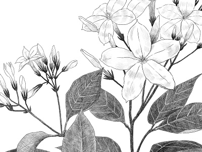 Botanical jasmin flower illustration illustration linework packaging photoshop