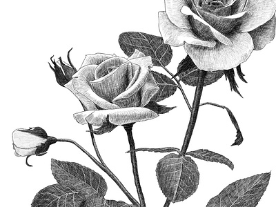 Botanical rose flower illustration illustration linework packaging photoshop