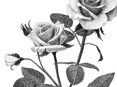 Botanical rose