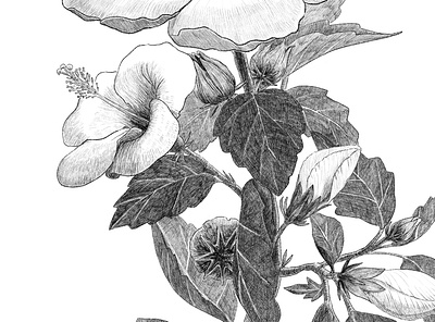 Botanical hibiscus flower illustration illustration linework packaging photoshop