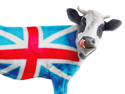 British Cow british cow photomanipulation retouch