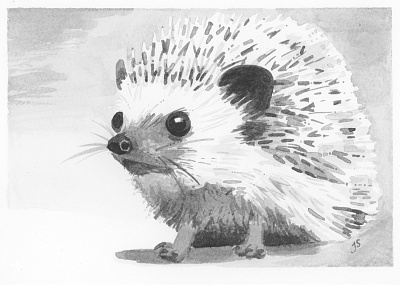 Hedgehog design drawing illustration hedgehog animal ink pen
