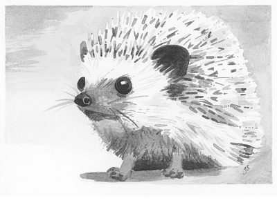 Hedgehog