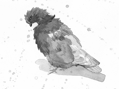 Chicago Pigeon design drawing illustration ink pen pigeon