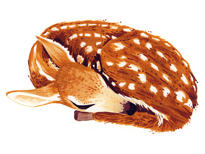 Deer animal deer design gouache illustration painting