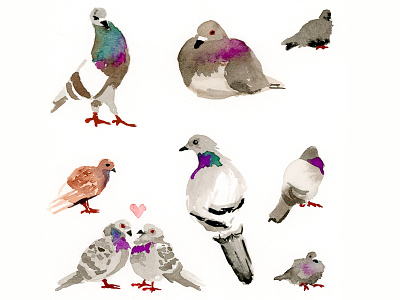 Pigeon Love animal bird birds drawing gouache illustration painting pigeon pigeons