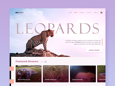 Leopards animal design gradient landing page design leopard nature serif stream type typogaphy ui uiux uiuxdesign webdesign webdesigner