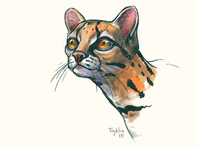 Ocelot animal cat character sketch