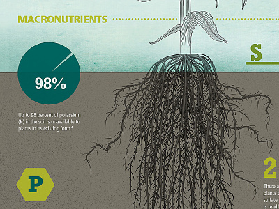 Corn Infographic corn illustration infographic plant roots