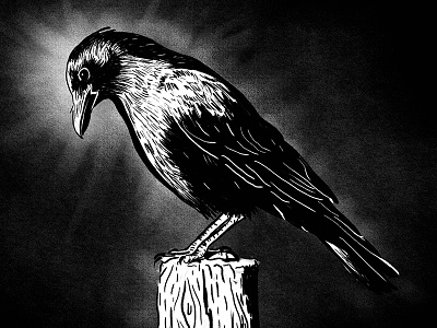 Crow bird black and white brushes crow gritty illustration raven