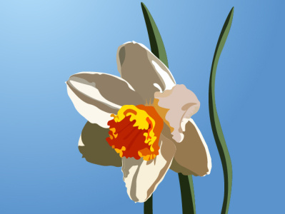 Narcissus illustration adobe graphic design illustraror learning practice learning
