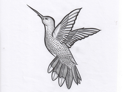 Hummingbird 🐥 hummingbird illustration ink paper pencil sketch