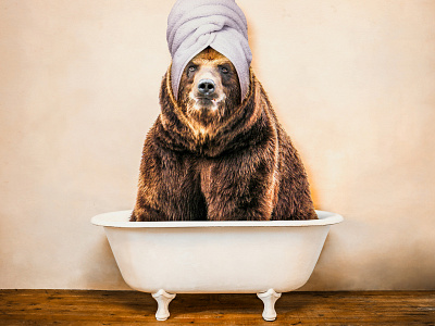 Alternative hibernation animals art artdirection artwork bear design digital digitalart photograhy photoshop